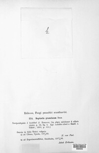 Mycosphaerella graminicola image